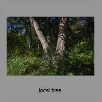 local tree